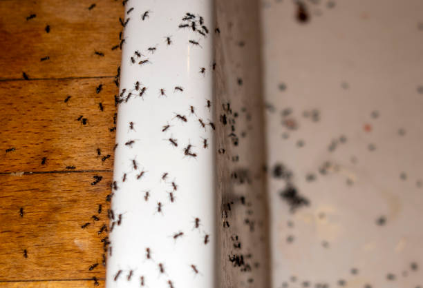 Flea Control Services in Kaunakakai, HI